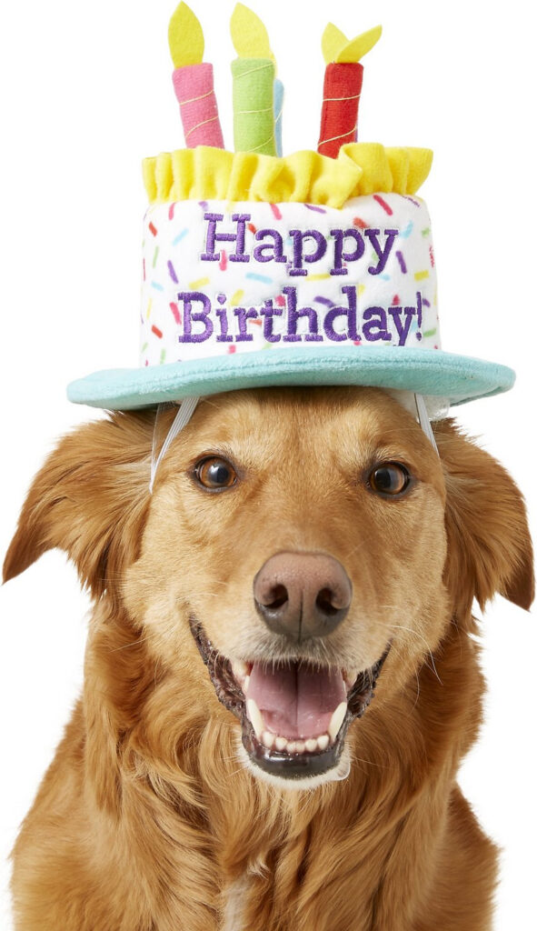 Frisco Birthday Cake Dog Cat Hat Medium Large Chewy