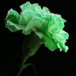 Green Carnation Happy St Patrick s Day To You I Seem To Flickr