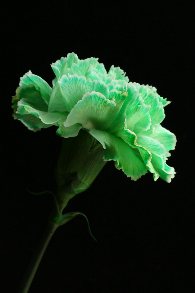 Green Carnation Happy St Patrick s Day To You I Seem To Flickr