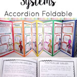 Human Body Systems Activity Foldable Booklet Printable Digital