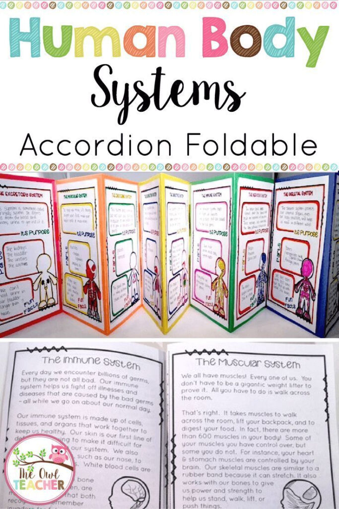 Human Body Systems Activity Foldable Booklet Printable Digital 