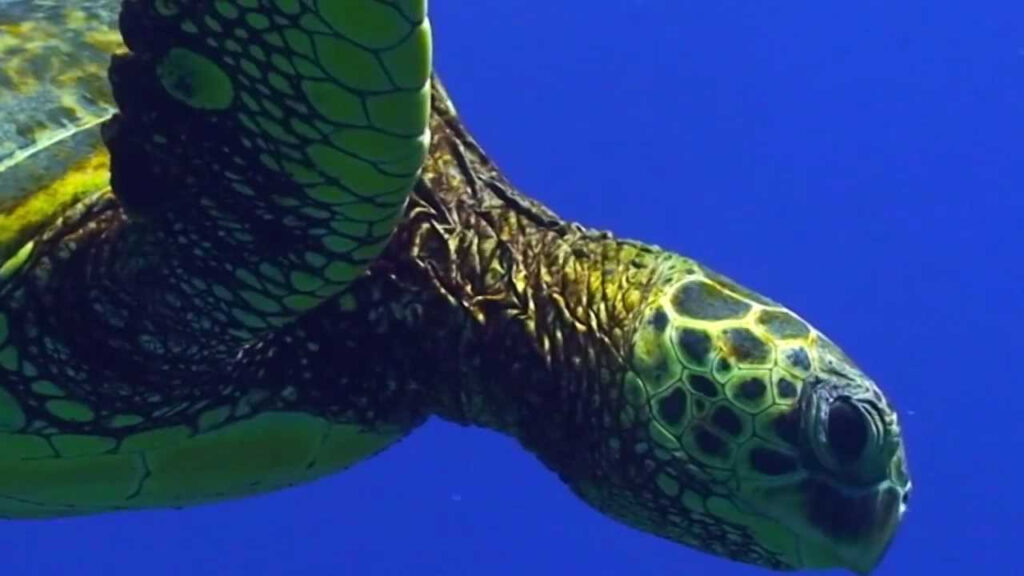 Sea Turtle Migration Video YouTube