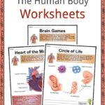 The Human Body Facts Worksheets Key Systems For Kids