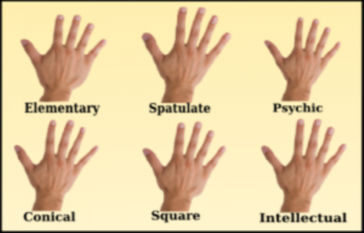 WHAT YOUR HAND SHAPE CAN REVEAL ABOUT YOUR PERSONALITY Hand Shapes 